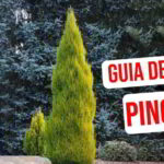 Pino de jardín: todo lo que necesitas saber sobre el pino enano y cómo cultivarlo