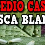 Plagas de jardín: cómo combatir eficazmente la mosca blanca
