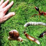 Plagas de pasto de jardín: cómo identificarlas y combatirlas eficazmente