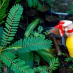 Plagas en el jardín: remedios caseros efectivos para combatirlas