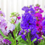 Plantas crucíferas de jardín: flores sencillas o dobles para darle vida a tu espacio exterior