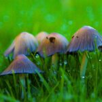 ¿Por qué salen hongos en mi jardín? Descubre las causas y soluciones