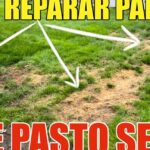 ¿Por qué se seca el pasto del jardín? 7 causas y soluciones para mantenerlo verde y saludable