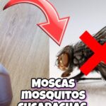 Productos para eliminar mosquitos en el jardín: la solución definitiva