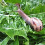 Qué comen las babosas de jardín: Guía completa para controlar su alimentación