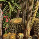 Tipos de cactus de jardín: descubre las variedades más populares para decorar tu espacio exterior