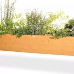 Tipos de cedros para jardín: descubre las variedades más populares y cómo cultivarlos