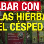 Todo lo que necesitas saber sobre el mejor herbicida para el pasto de tu jardín