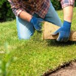 Todo lo que necesitas saber sobre la grama para jardin: cuidados, tipos y beneficios