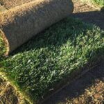 Todo sobre el pasto en rollo: consejos para mantener un gran jardín